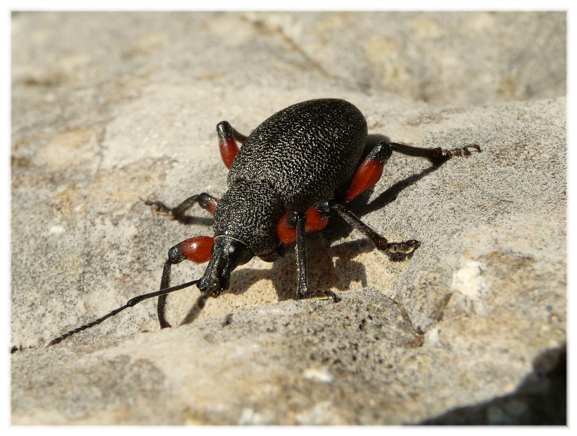 Insetti dalla Croazia:16.Otiorhynchus cardiniger (Curcul.)